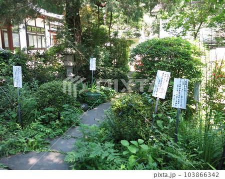 国分寺市の武蔵国分寺にある万葉植物園 国分寺市の武蔵国分寺にある万葉植物園 103866342