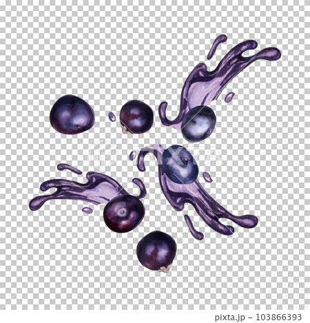 Acai berries on juice splash watercolor illustration isolated on white. Exotic amazon small purple berries, tropical fruit hand drawn. Design element for wrapping, packaging, label, kitchen utensil Acai berries on juice splash watercolor illustration isolated on white. Exotic amazon small purple berries, tropical fruit hand drawn. Design element for wrapping, packaging, label, kitchen utensil 103866393