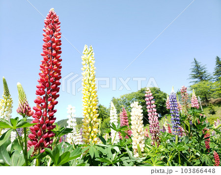 ルピナス ルピナス 103866448