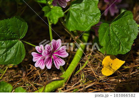 春を迎えた図書館周辺の草花たち 春を迎えた図書館周辺の草花たち 103866582