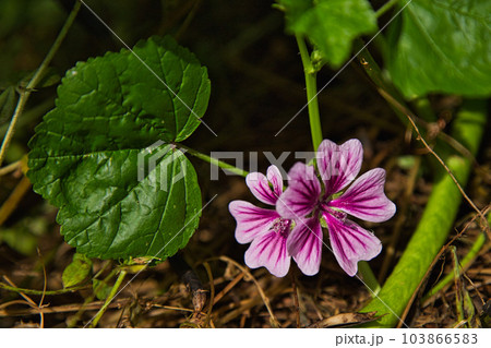 春を迎えた図書館周辺の草花たち 春を迎えた図書館周辺の草花たち 103866583