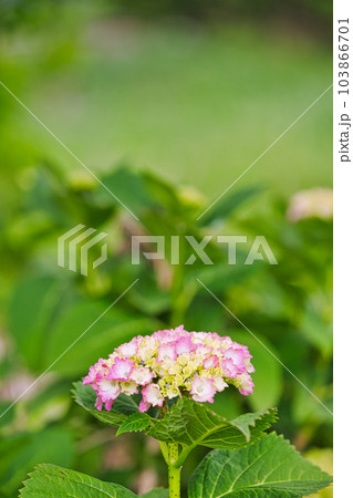 春を迎えた図書館周辺の草花たち 103866701