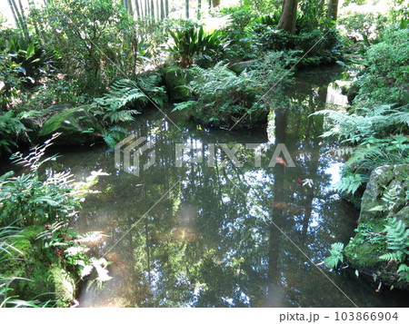 国分寺市の真姿の池（真姿の池湧水群） 103866904