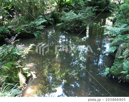 国分寺市の真姿の池(真姿の池湧水群) 国分寺市の真姿の池(真姿の池湧水群) 103866905