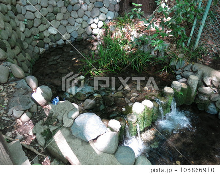 国分寺市の真姿の池湧水群(湧水源) 国分寺市の真姿の池湧水群(湧水源) 103866910