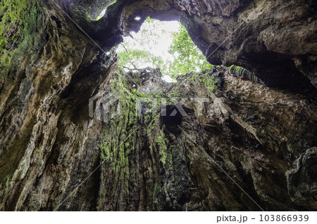 佐賀県で第3位の大きさを誇る巨木　塚崎の大楠　幹の内部（佐賀県武雄市） 103866939