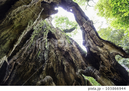 佐賀県で第3位の大きさを誇る巨木　塚崎の大楠　幹の内部（佐賀県武雄市） 103866944