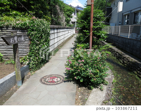 国分寺市のお鷹の道 103867211