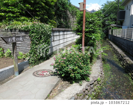 国分寺市のお鷹の道 103867212