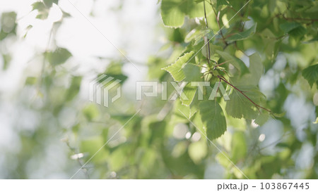 green birch leaves on a warm summer day closeup 103867445