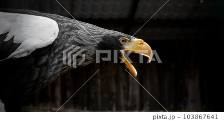 Steller's sea eagle closeup portrait 103867641