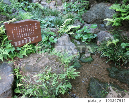 国分寺市の殿ヶ谷戸庭園にある湧水源 国分寺市の殿ヶ谷戸庭園にある湧水源 103867915