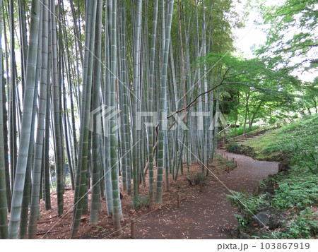 国分寺市の殿ヶ谷戸庭園にある竹林と竹の小径 国分寺市の殿ヶ谷戸庭園にある竹林と竹の小径 103867919