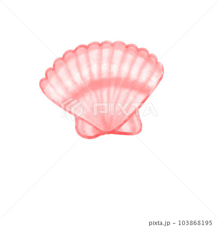 shell  shellfish clam 103868195