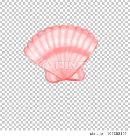 shell  shellfish clam 103868195