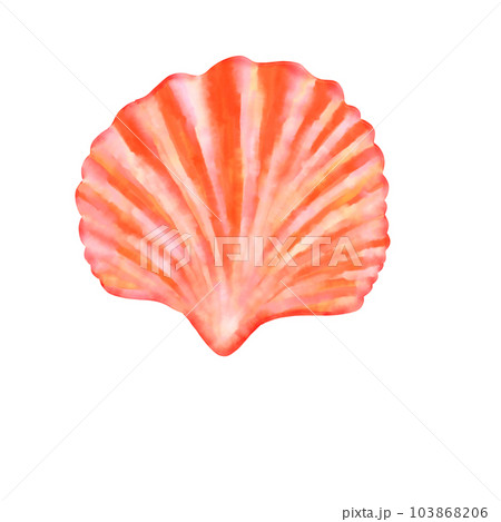 shell  shellfish clam 103868206