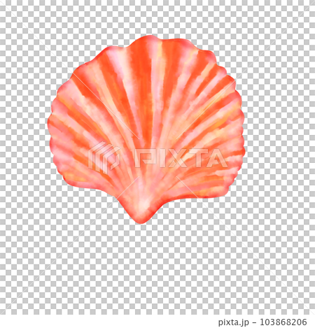 shell  shellfish clam 103868206