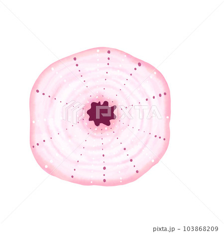 shell  shellfish clam 103868209