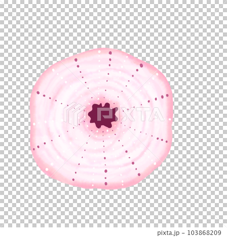 shell  shellfish clam 103868209