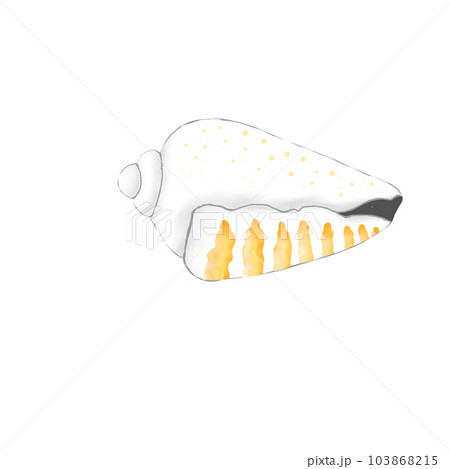 shell shellfish clam shell shellfish clam 103868215