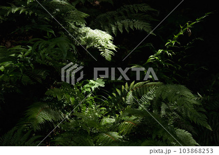 春を迎えた足羽山 103868253