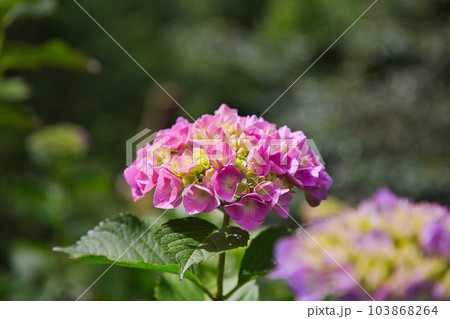 春を迎えた足羽山 103868264