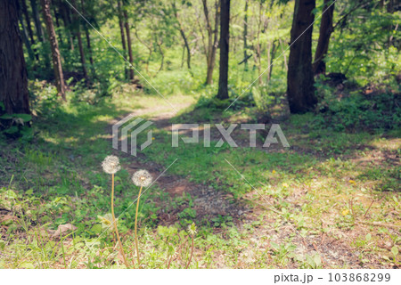 初夏の善光寺街道【東筑摩郡麻績村】 103868299