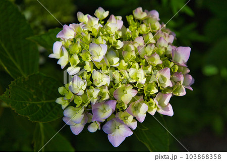 春を迎え、アジサイが見頃の足羽山 103868358