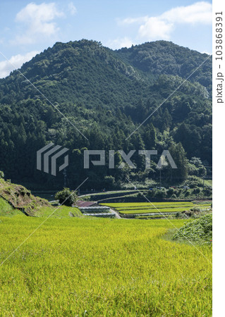 明日香稲淵の棚田 103868391