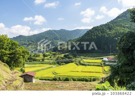明日香稲淵の棚田 103868422