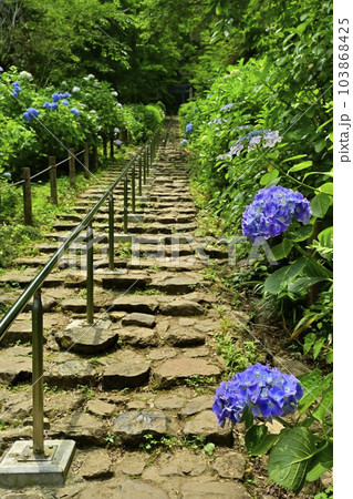 花咲く大平山のあじさい坂 花咲く大平山のあじさい坂 103868425