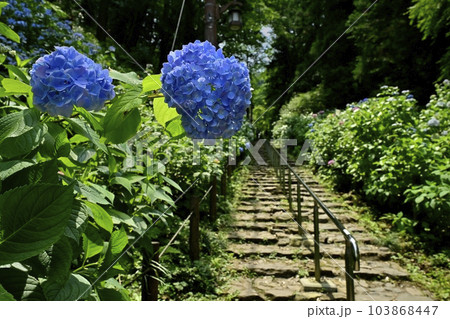 花咲く大平山のあじさい坂 103868447
