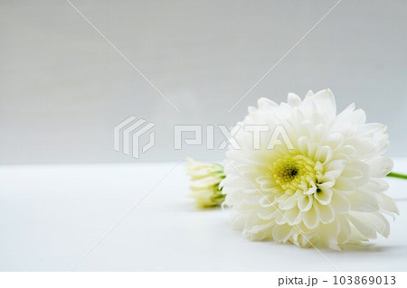 白背景に置かれた白い小菊の花と蕾、法事イメージ 103869013