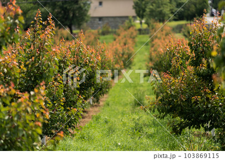 Apple trees in a garden Apple trees in a garden 103869115