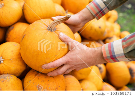 Farmer takes a pumpkin 103869173