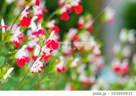 Red flowers of Salvia microphylla (hot lips) growing in the spring time Red flowers of Salvia microphylla (hot lips) growing in the spring time 103869935