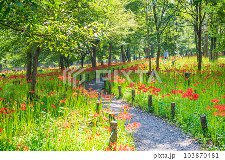 【埼玉県日高市】巾着田のヒガンバナ 103870481