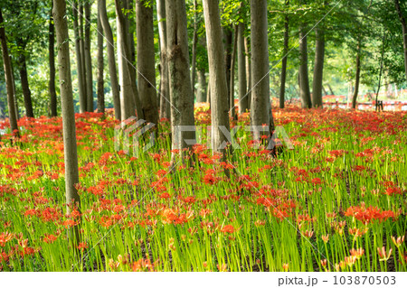 【埼玉県日高市】巾着田のヒガンバナ 103870503