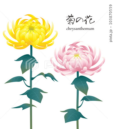 菊の花のイラスト素材 ベクター お盆 彼岸 仏花 供花 大菊 103870559