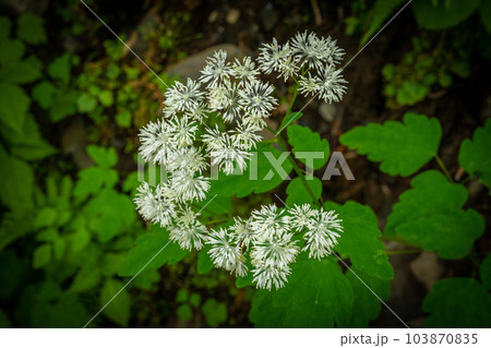 上高地　初夏の花 103870835