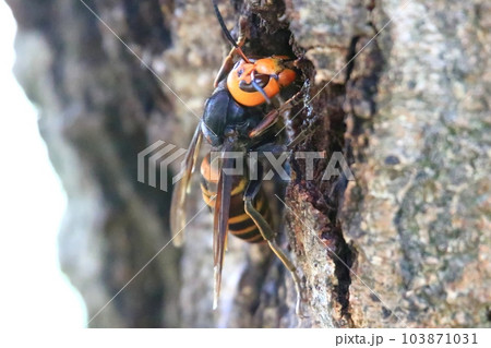 オオスズメバチ 103871031