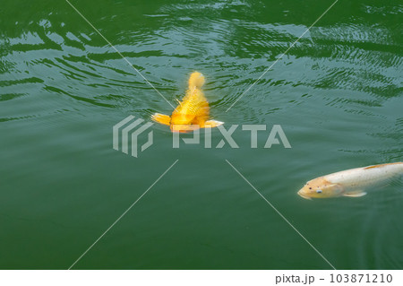 錦鯉 錦鯉 103871210