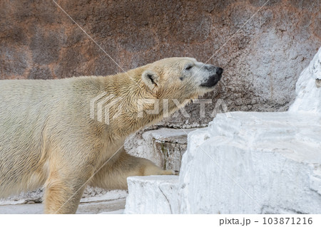 ホッキョクグマ 天王寺動物園 ホッキョクグマ 天王寺動物園 103871216