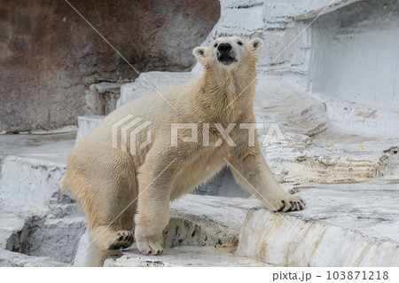 ホッキョクグマ 天王寺動物園 ホッキョクグマ 天王寺動物園 103871218