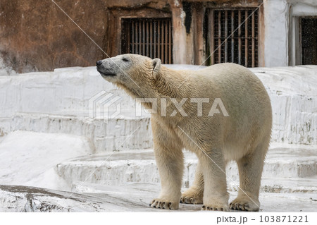 ホッキョクグマ 天王寺動物園 ホッキョクグマ 天王寺動物園 103871221