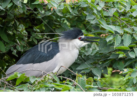 ゴイサギ 天王寺動物園 鳥の楽園 ゴイサギ 天王寺動物園 鳥の楽園 103871255