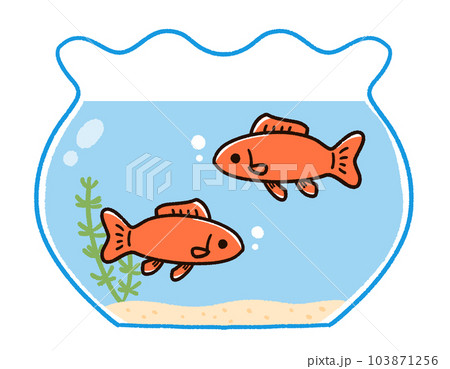 金魚鉢の金魚 和金 金魚鉢の金魚 和金 103871256