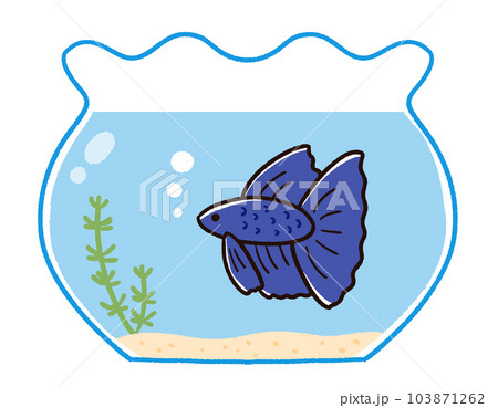 金魚鉢のベタ 金魚鉢のベタ 103871262