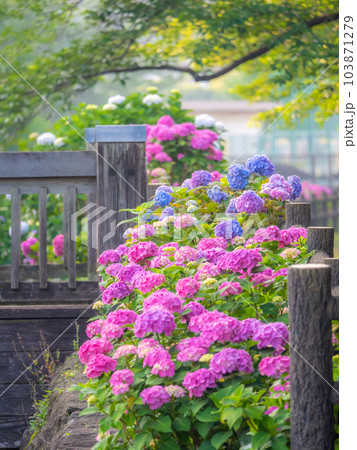 綾南公園のあじさい 103871279