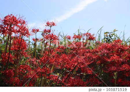 秋を代表する植物ヒガンバナの群生 103871519